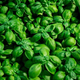 A field of bright green fresh basil